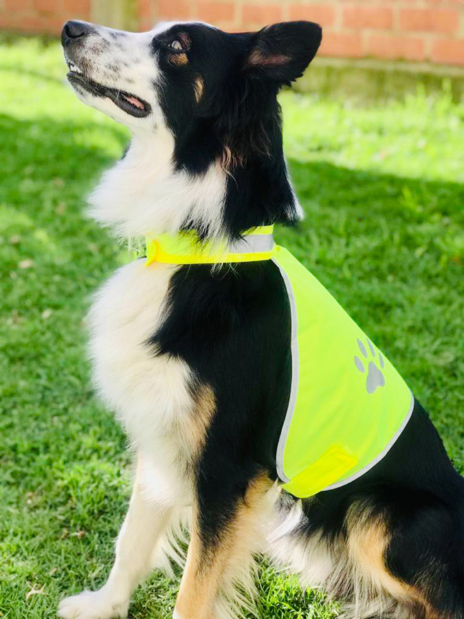 Ein Hund in einer gelben Korntex Funktionsweste in einem Park